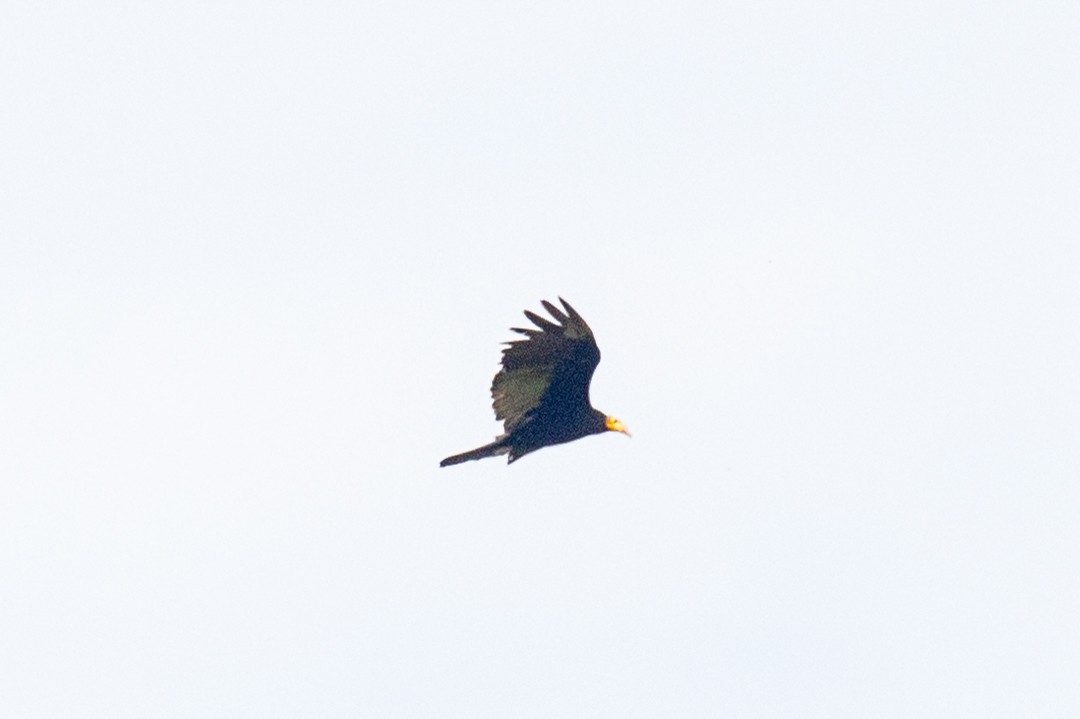 Greater Yellow-headed Vulture - ML407587181