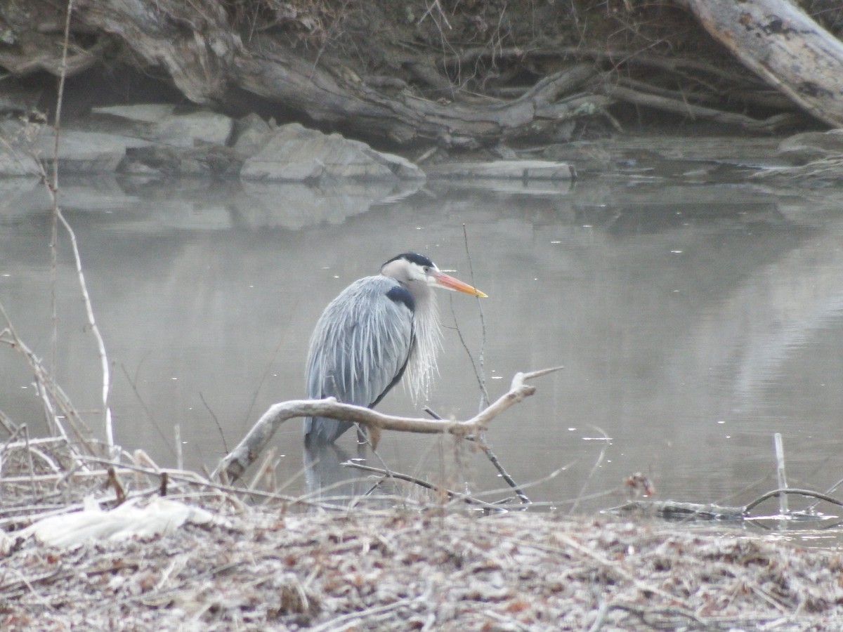 Garza Azulada - ML407587931