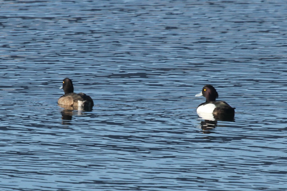 Tufted Duck - ML407588641