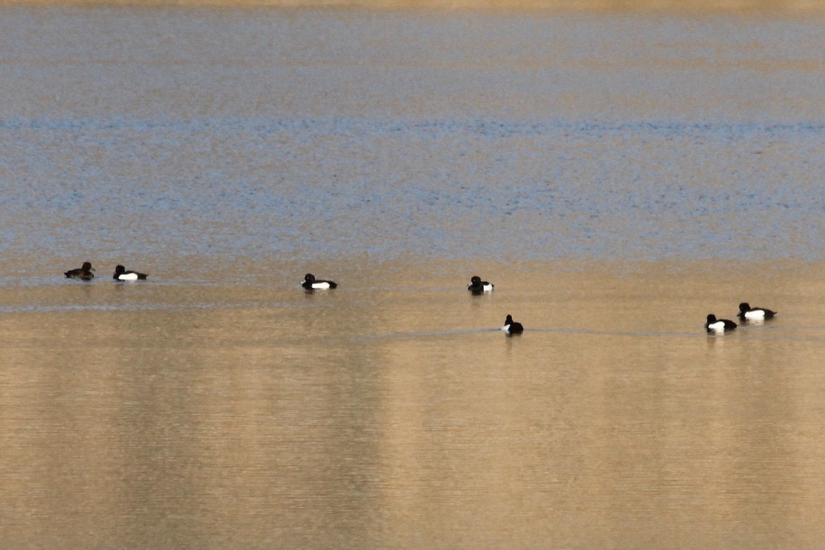 Tufted Duck - ML407588791