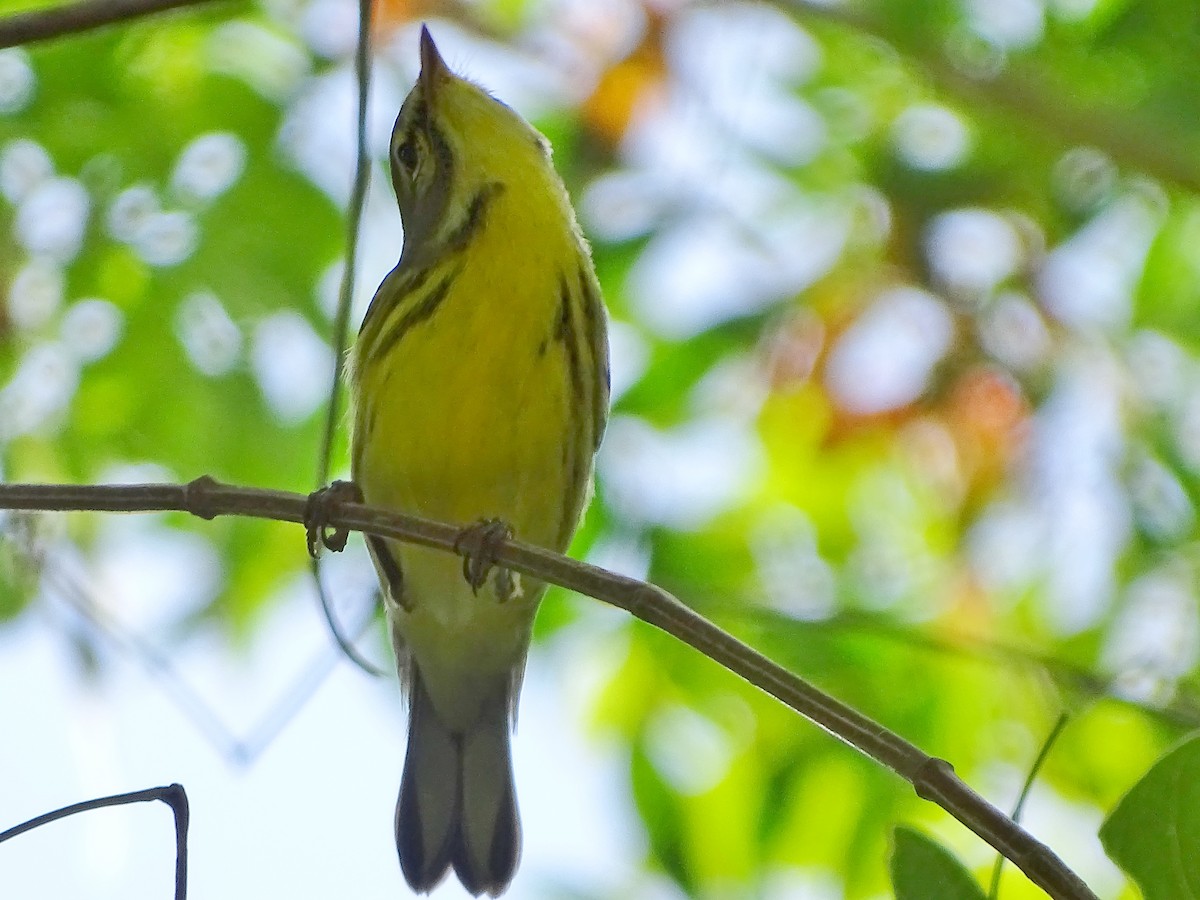 Prairie Warbler - ML40759131