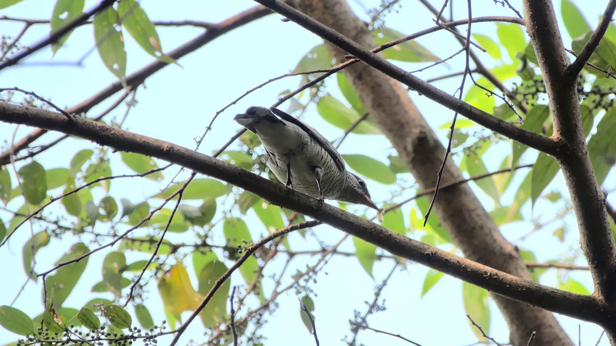 Black-headed Cuckooshrike - ML407591521