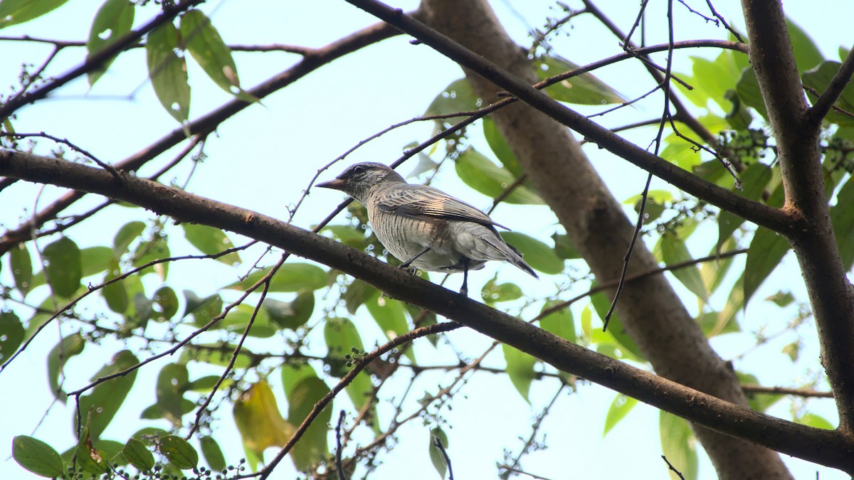 Black-headed Cuckooshrike - ML407591671