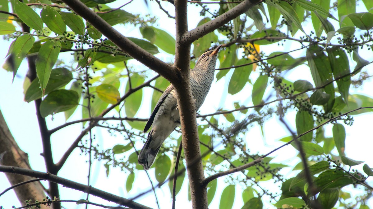 Black-headed Cuckooshrike - ML407591701