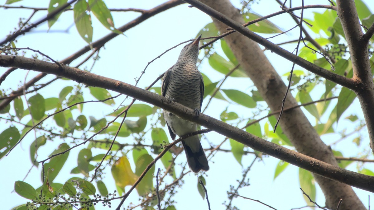 Black-headed Cuckooshrike - ML407591711