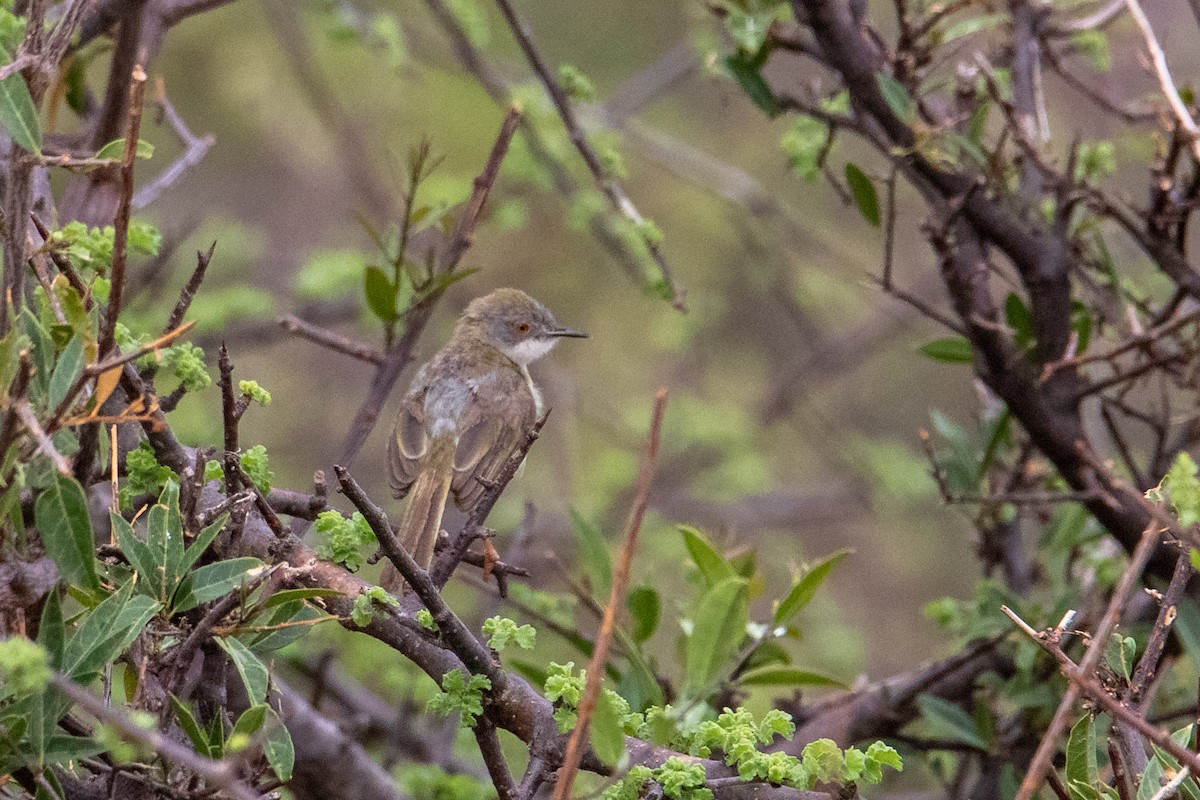 Yellow-breasted Apalis (Brown-tailed) - ML407591721