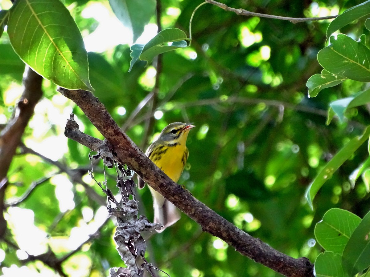 Prairie Warbler - ML40759231