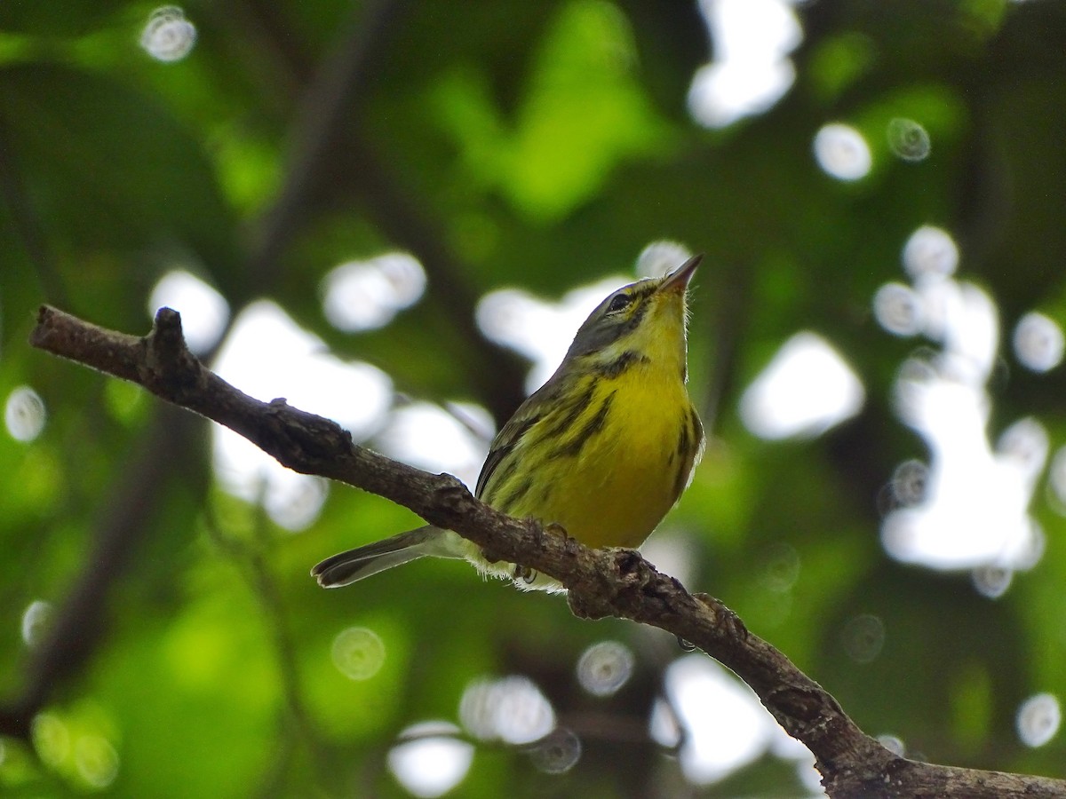 Prairie Warbler - Alfonso Auerbach