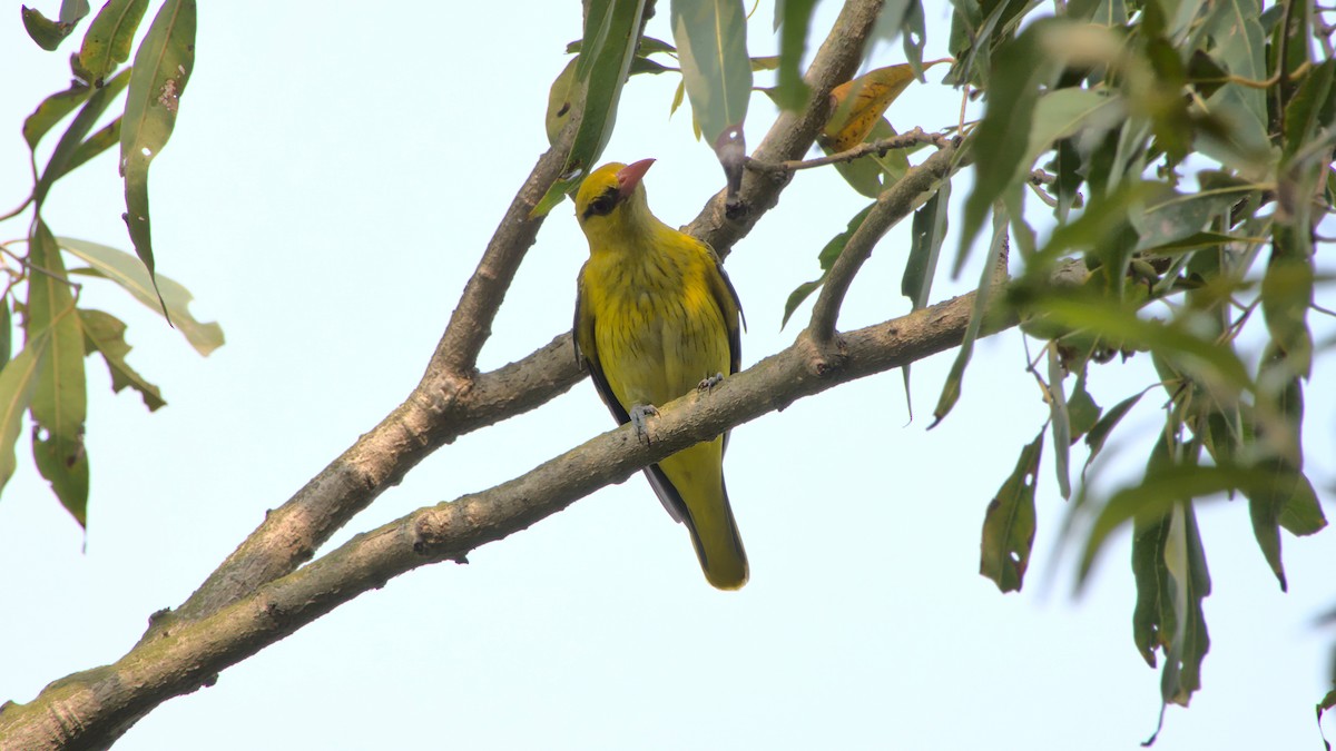 Indian Golden Oriole - ML407592751