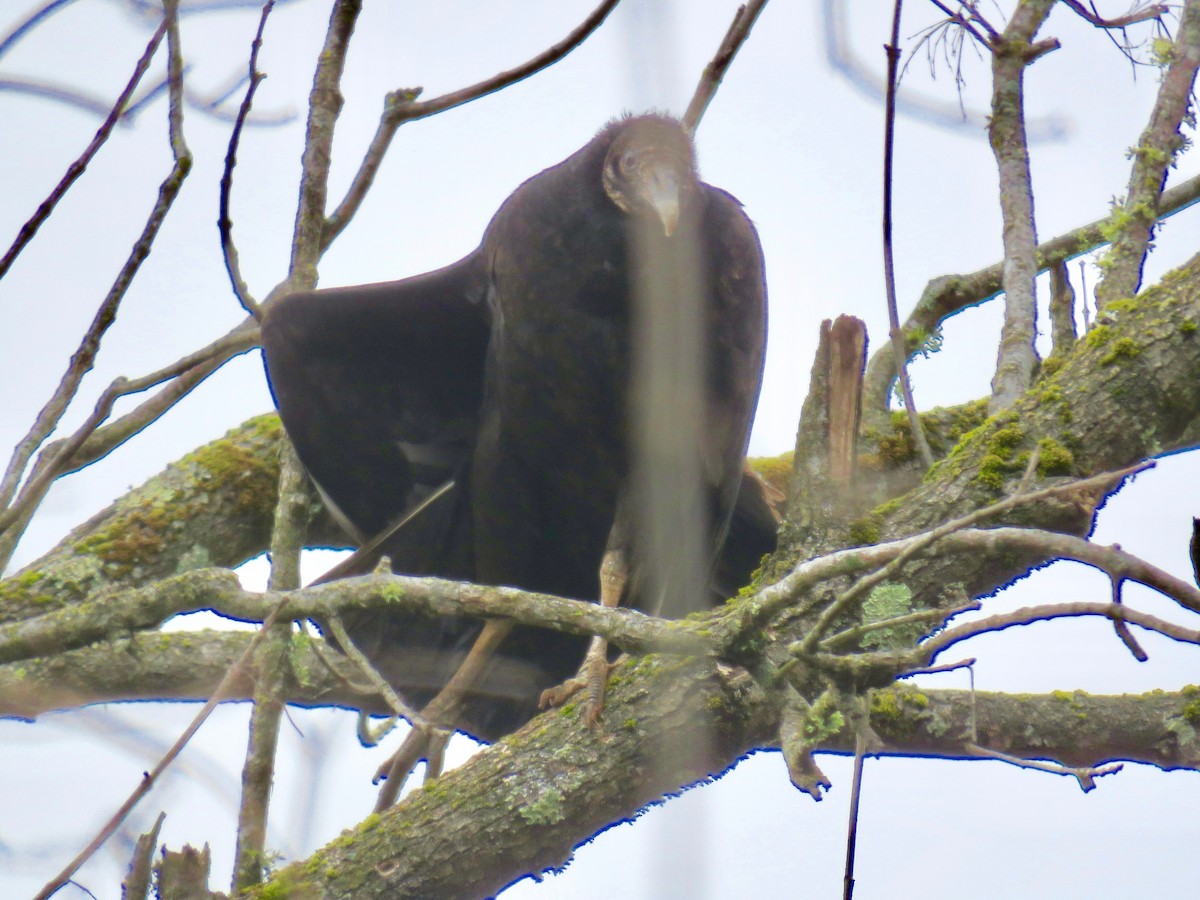 Black Vulture - ML407593011