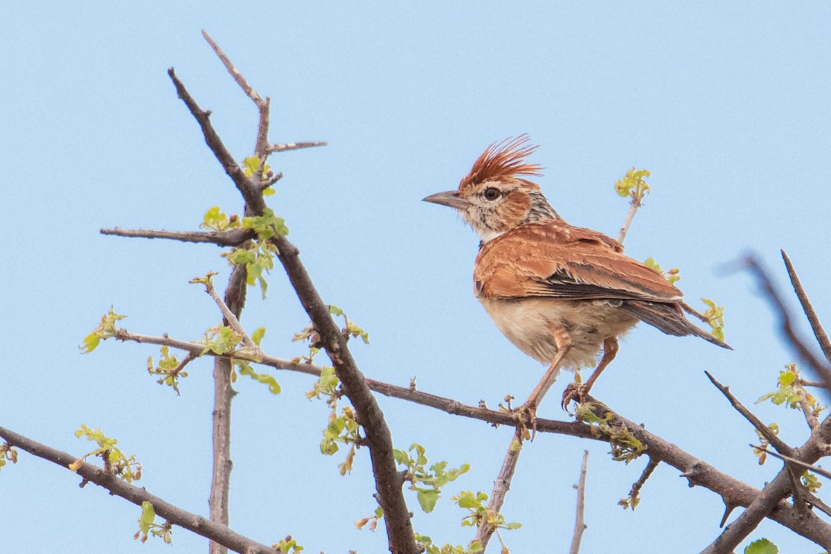 Collared Lark - ML407593051