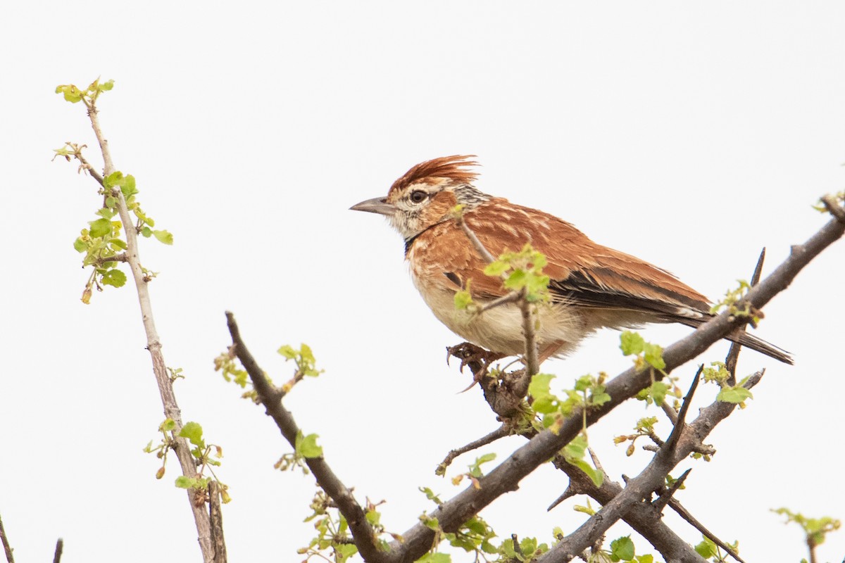 Collared Lark - ML407593071