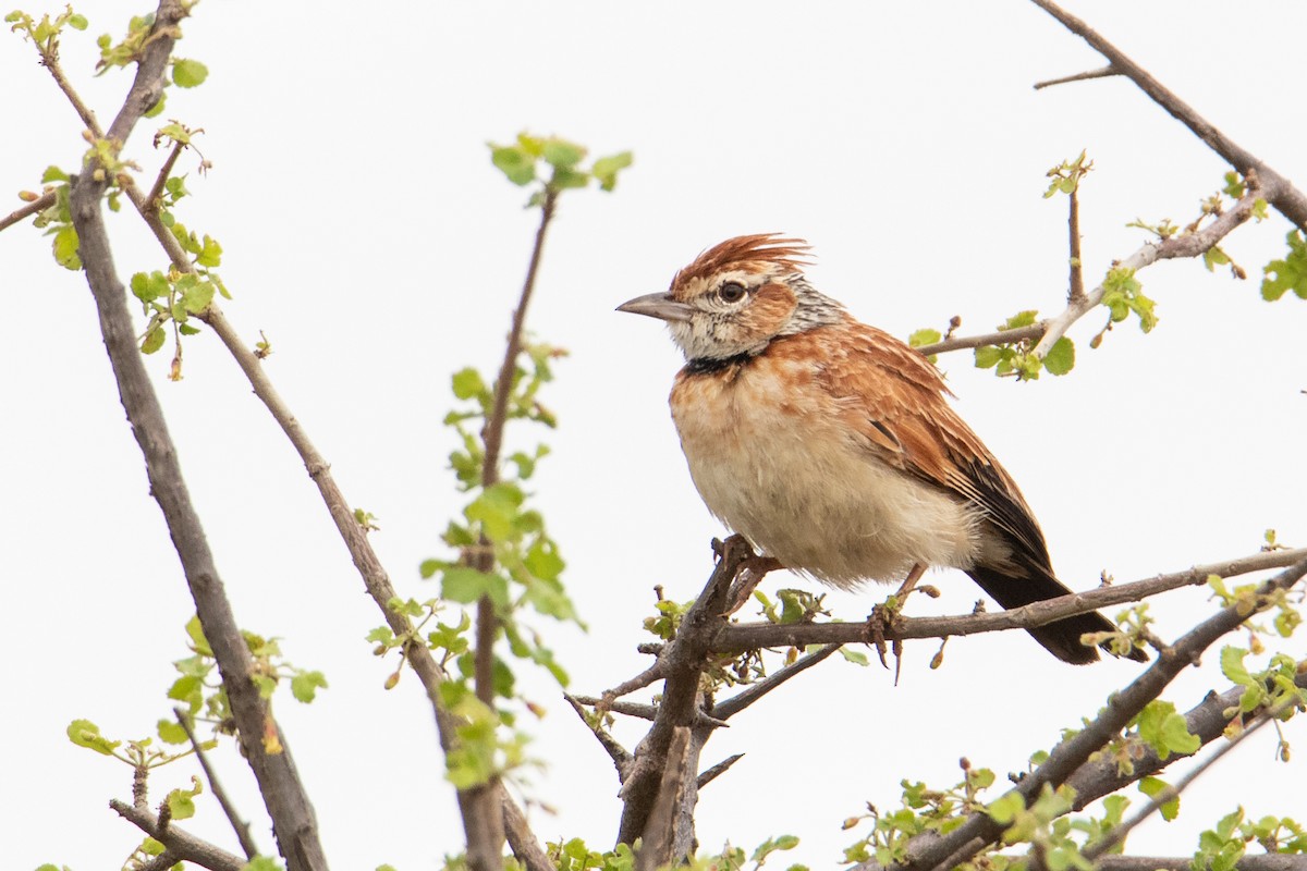 Collared Lark - ML407593081