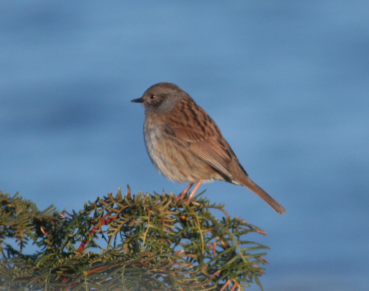 Dunnock - ML407594621