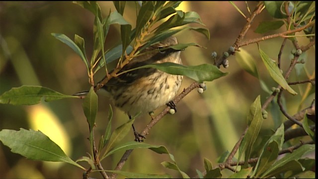 Yellow-rumped Warbler (Myrtle) - ML407595