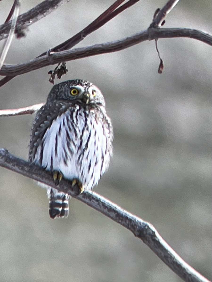 Northern Pygmy-Owl - ML407595981