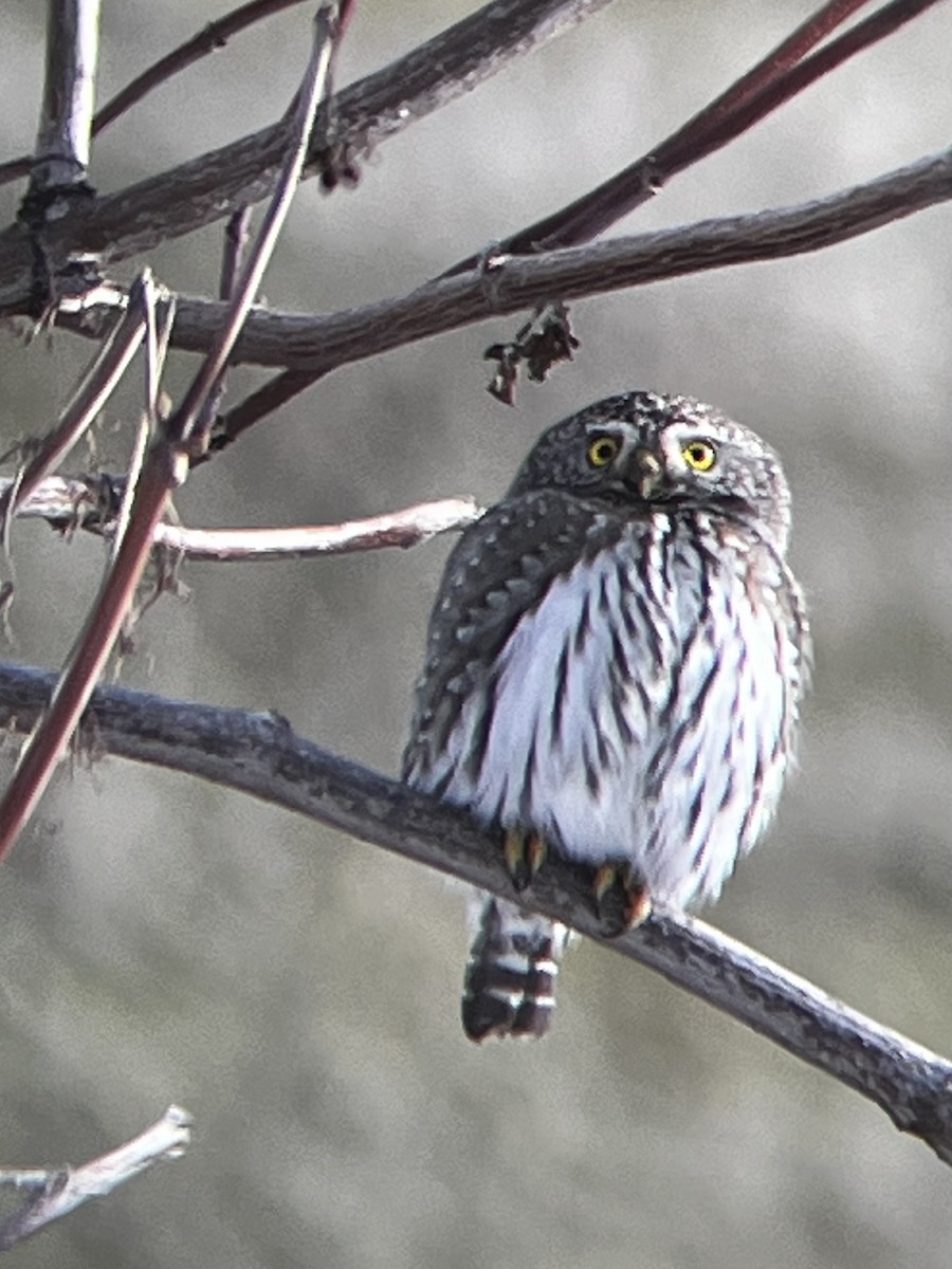 Northern Pygmy-Owl - ML407596011