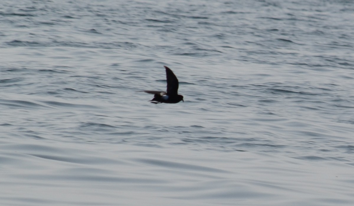 Wilson's Storm-Petrel - ML40759651