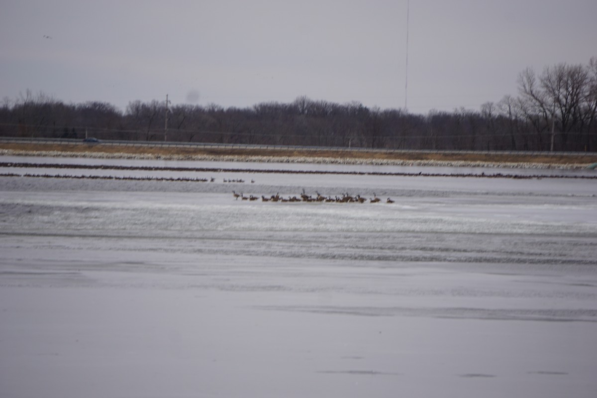 Канад галуу - ML407597321