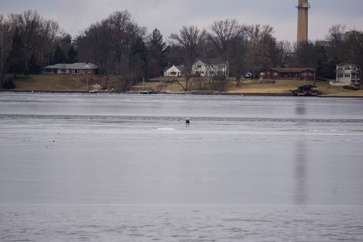 Bald Eagle - ML407597731