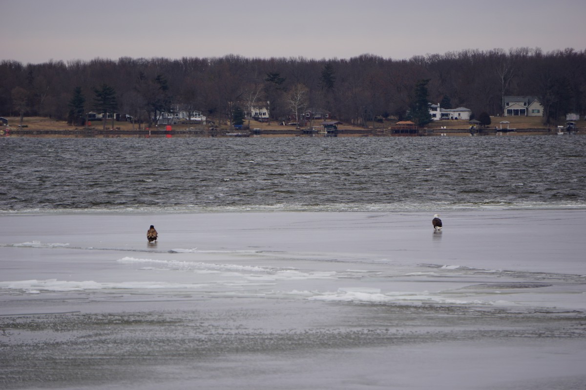 Bald Eagle - ML407598111
