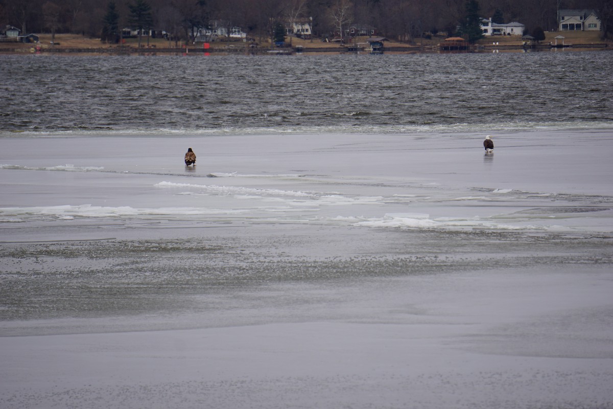 Bald Eagle - ML407598411