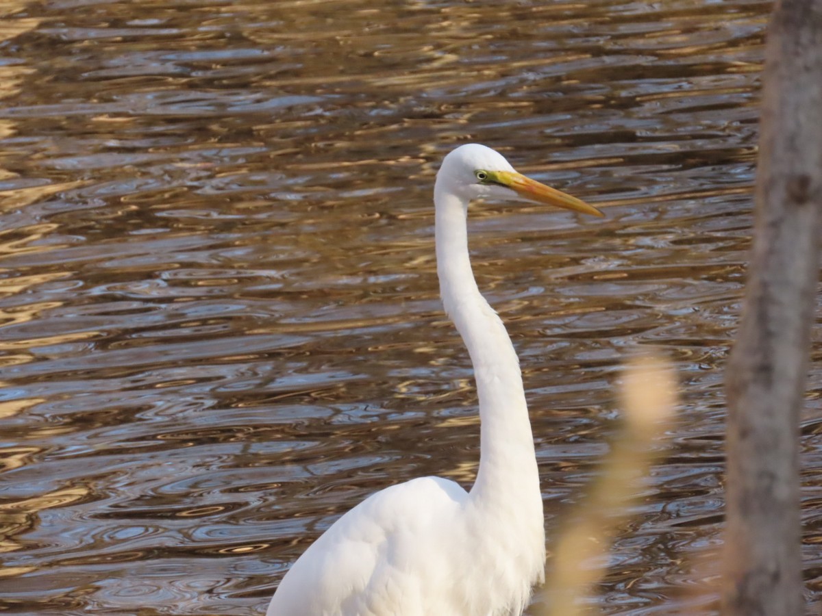 Great Egret - ML407599181