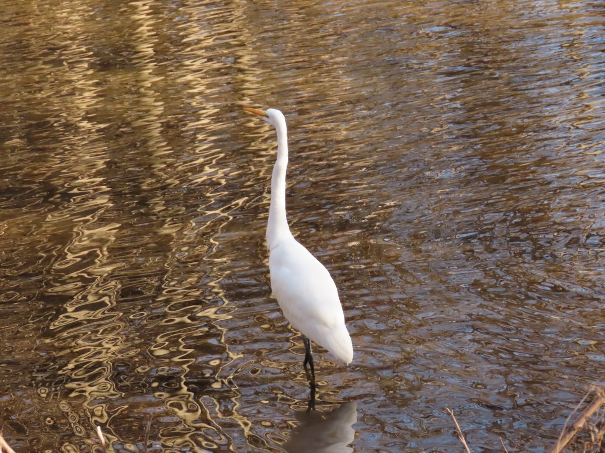 Great Egret - ML407599191