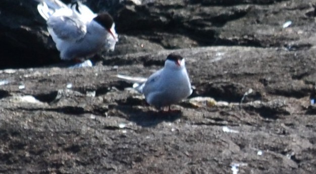 Arctic Tern - ML40760121