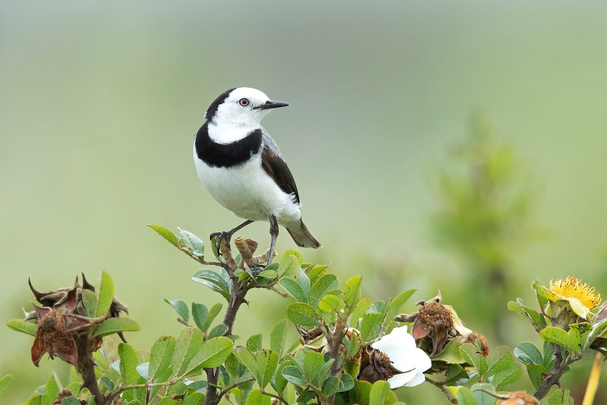 White-fronted Chat - ML407601561