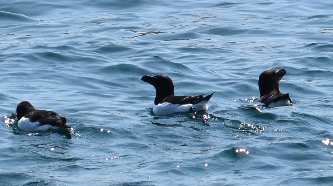 Гагарка мала - ML40760281