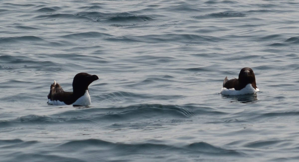 Гагарка мала - ML40760301