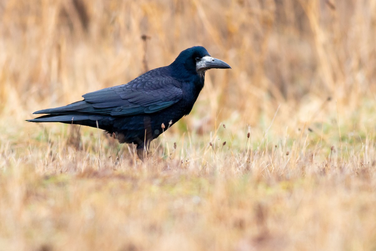 Corbeau freux - ML407603301