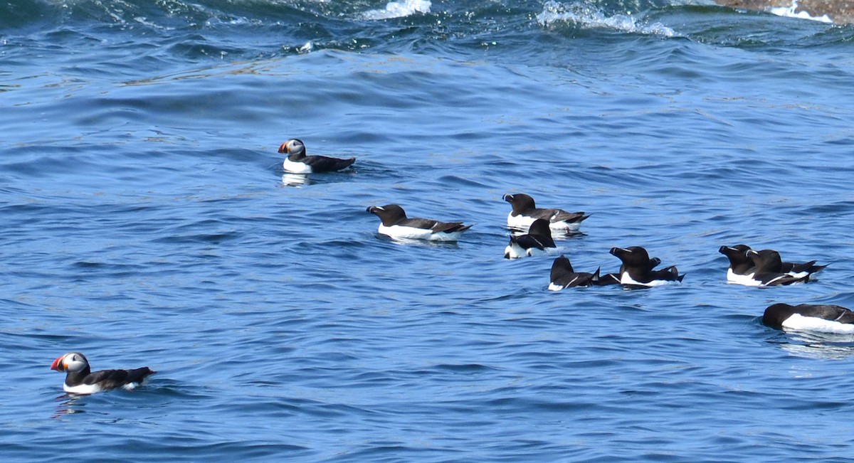 Гагарка мала - ML40760331