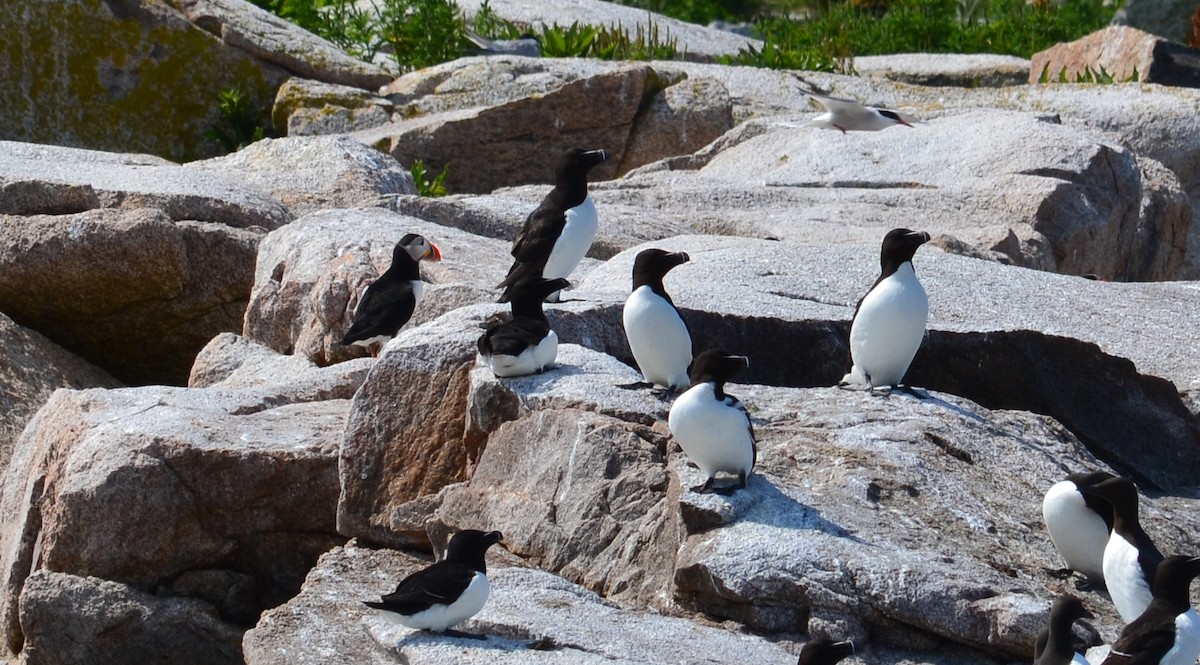 Razorbill - ML40760351