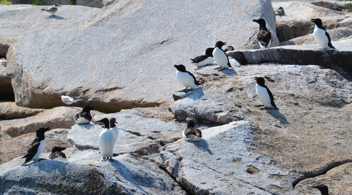 Гагарка мала - ML40760371