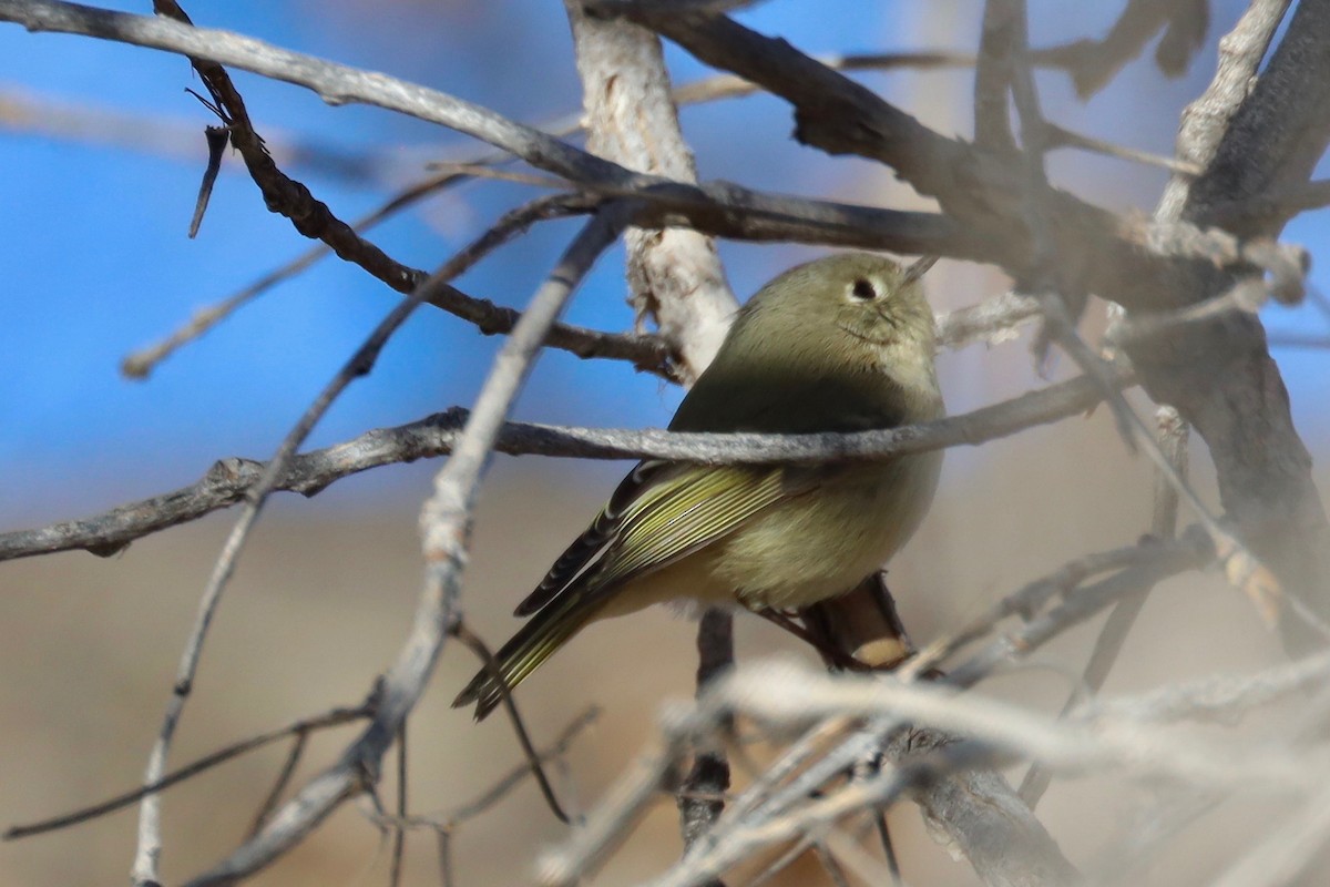 Ruby-crowned Kinglet - Gordon Atkins