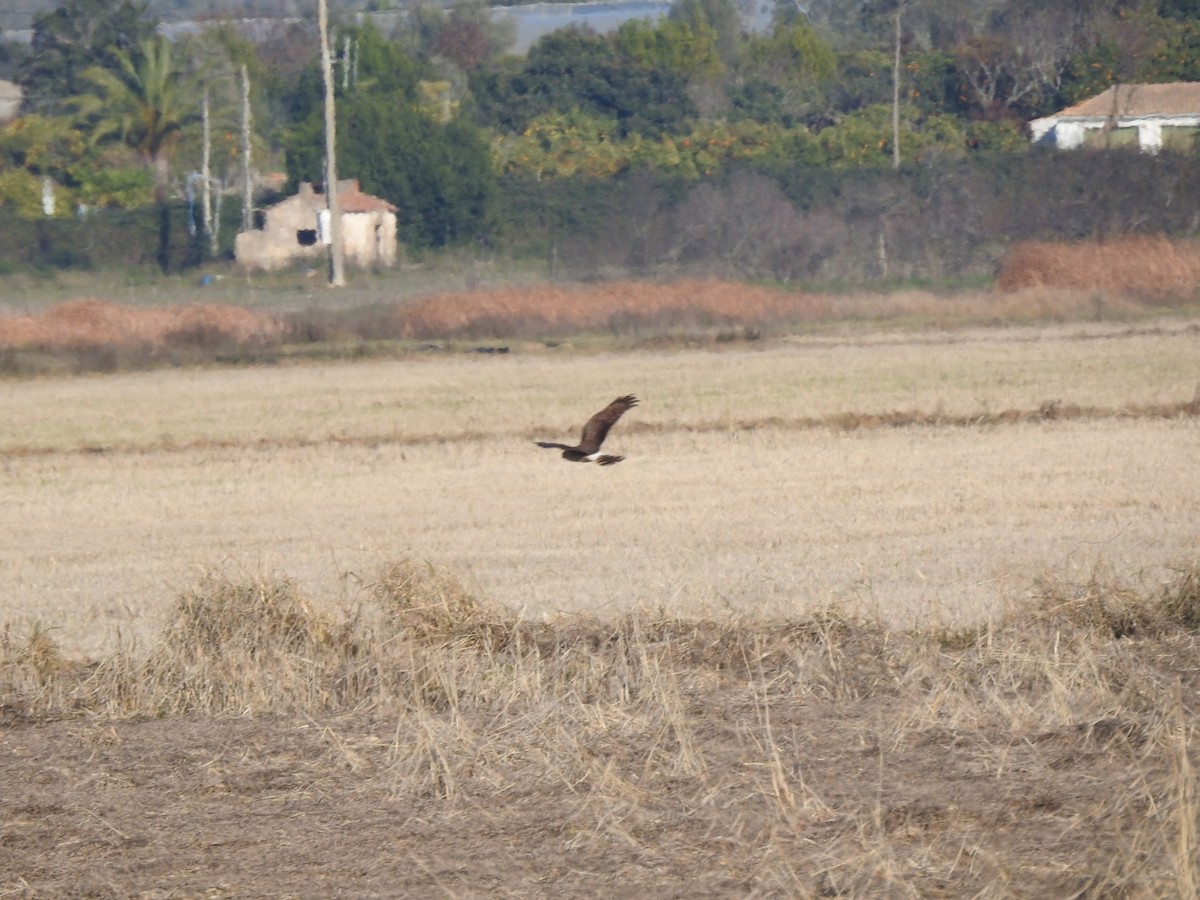 זרון תכול - ML407607161