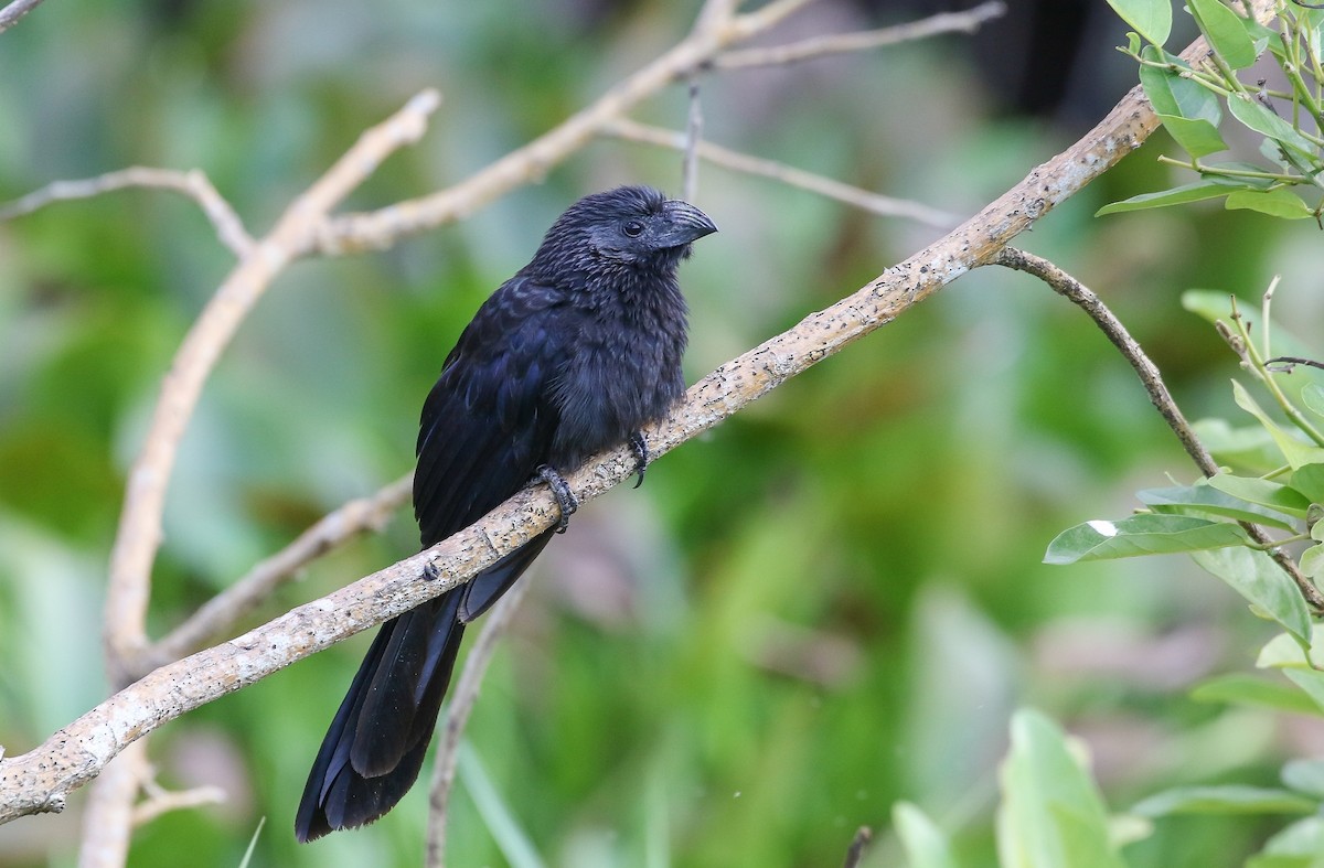 Groove-billed Ani - ML407607641