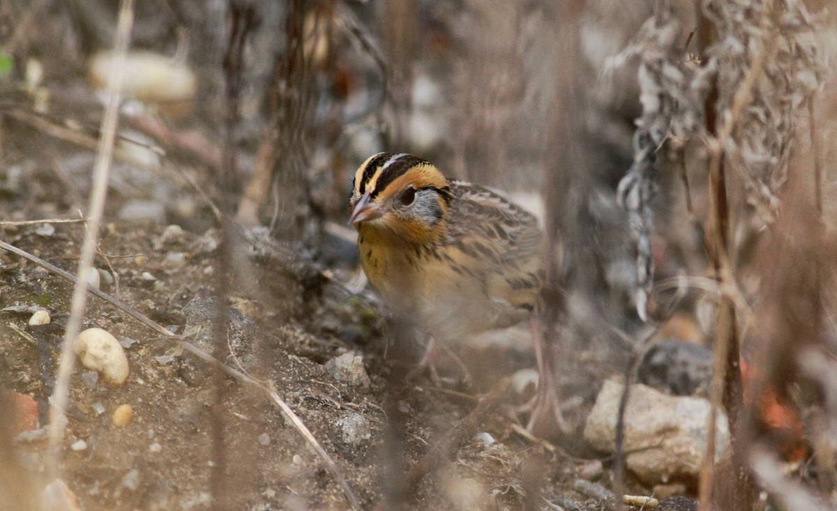 LeConte's Sparrow - Jay McGowan