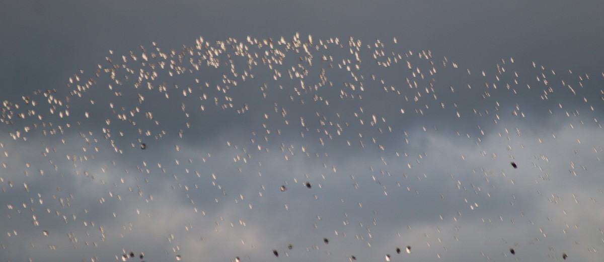 European Golden-Plover - ML407608531