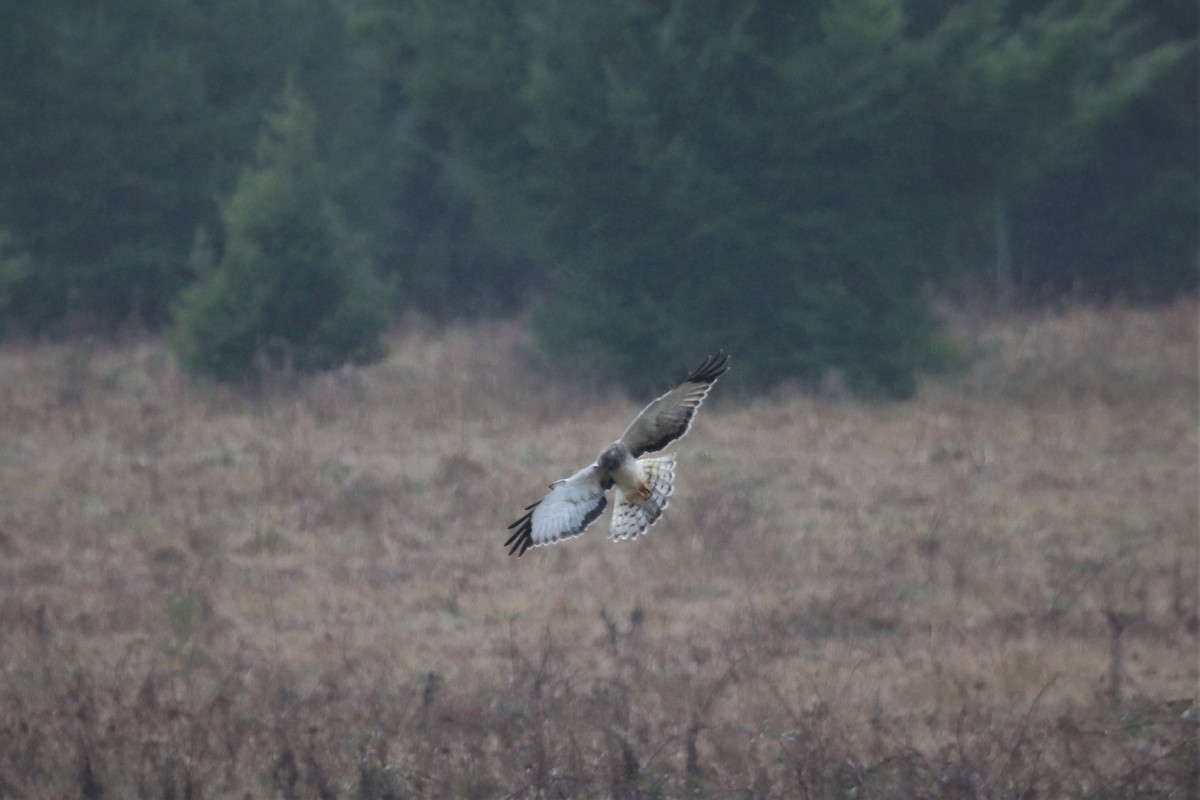 Northern Harrier - ML407608651