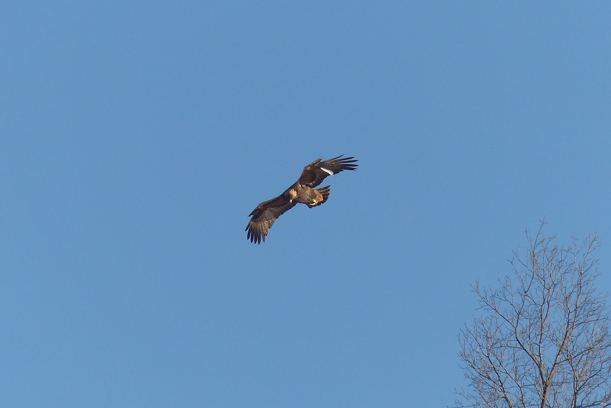 Golden Eagle - Michael N