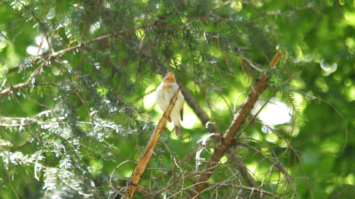 Red-breasted Flycatcher - ML407612081