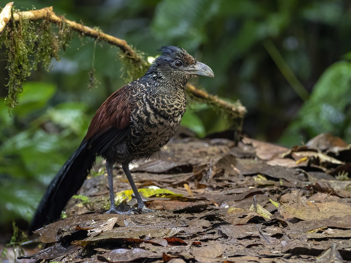 Banded Ground-Cuckoo - Andres Vasquez Noboa
