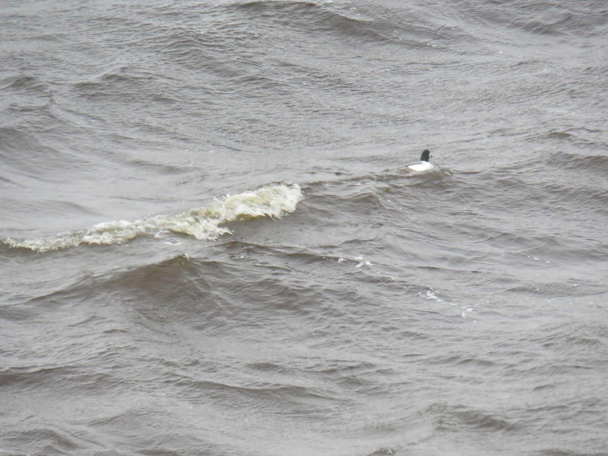 Common Goldeneye - ML407615661