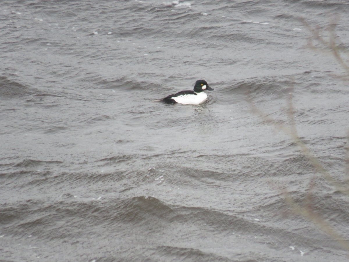 Common Goldeneye - ML407615781