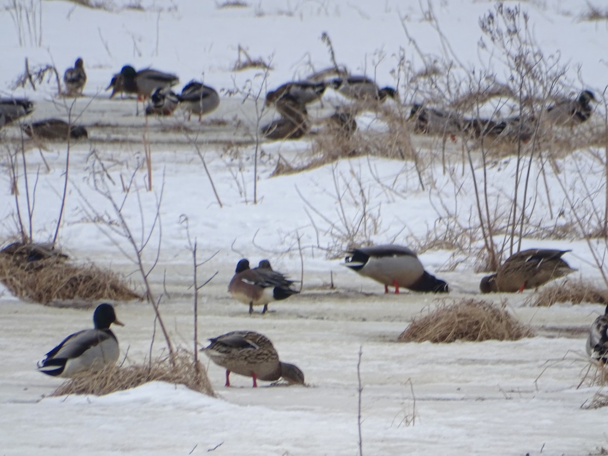 American Wigeon - ML407616101