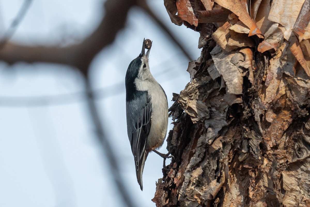White-breasted Nuthatch - ML407616171