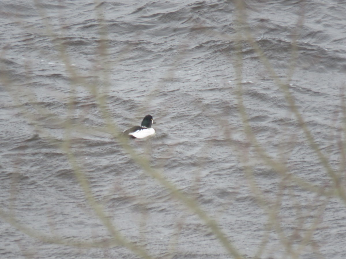 Common Goldeneye - ML407616191